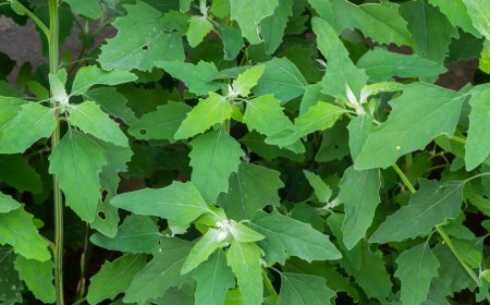 बथुआ खाने के फायदे: स्वास्थ्य के लिए